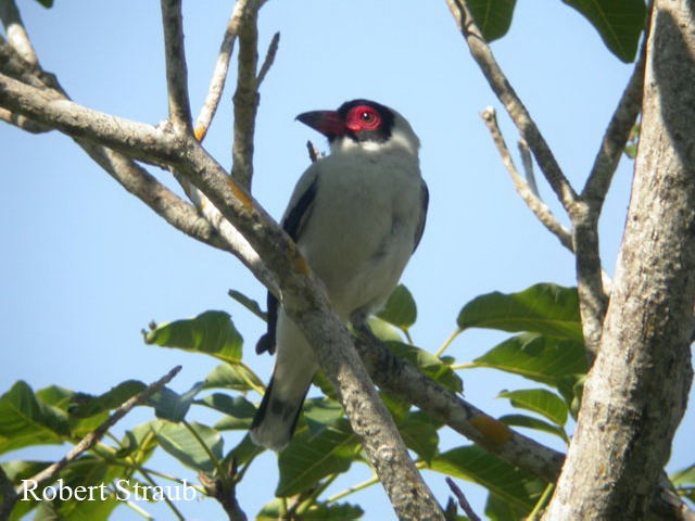 Photo (11): Masked Tityra