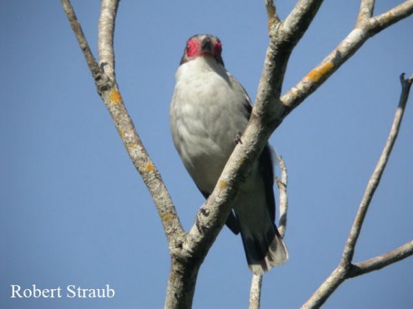 Photo (13): Masked Tityra