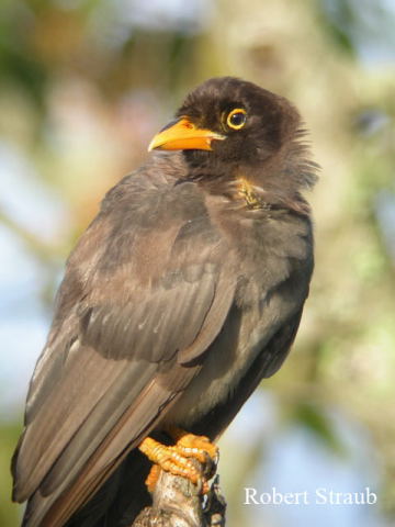 Photo (11): Brown Jay