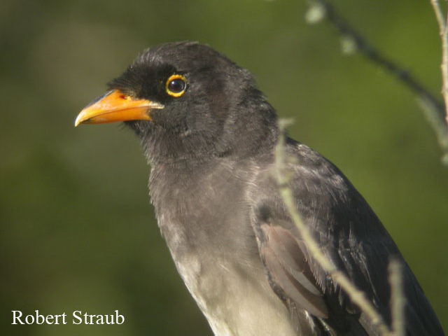 Photo (13): Brown Jay