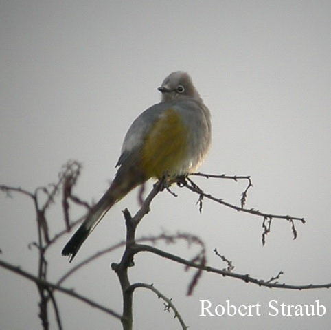 Photo (10): Gray Silky-flycatcher