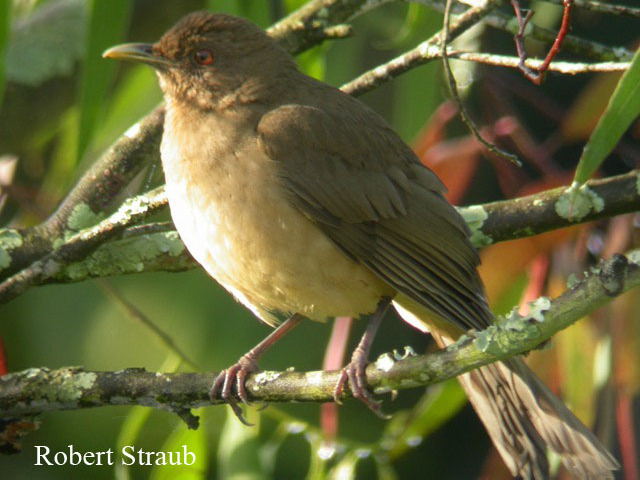 Photo (13): Clay-colored Thrush