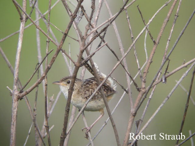 Photo (5): Sedge Wren