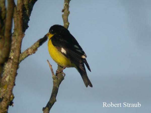 Photo (14): Lesser Goldfinch