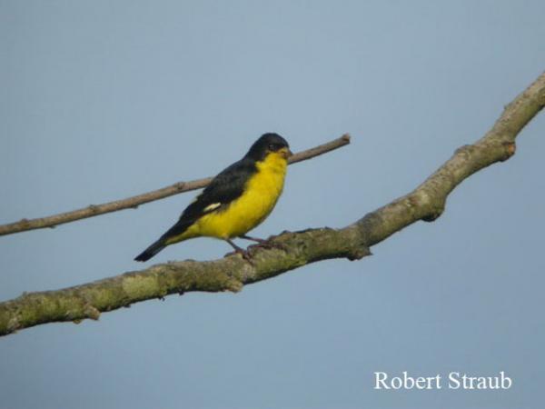 Photo (13): Lesser Goldfinch