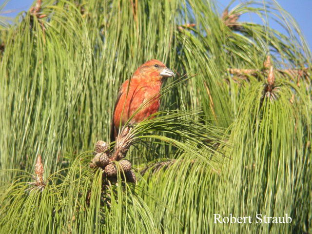 Photo (9): Red Crossbill