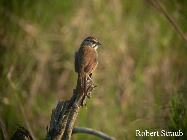 Photo (1): Rusty Sparrow