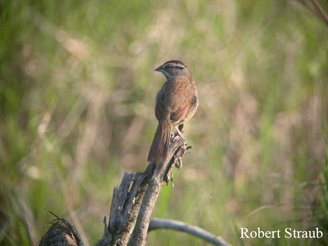 Photo (2): Rusty Sparrow