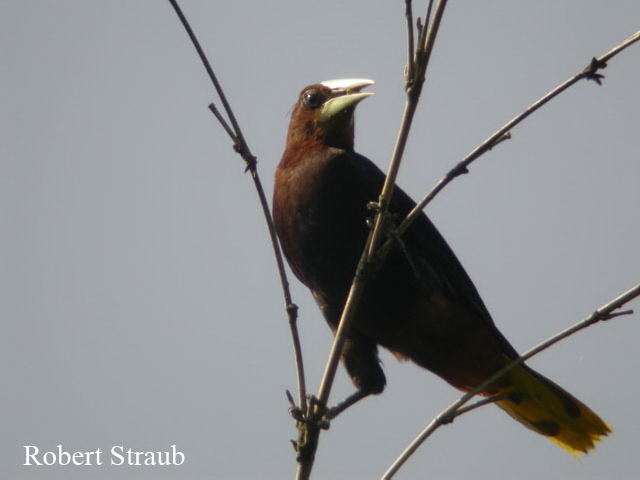 Photo (4): Chestnut-headed Oropendola