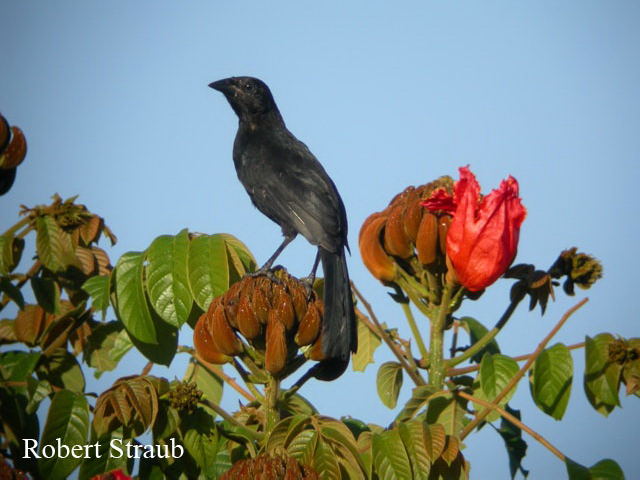 Photo (3): Melodious Blackbird