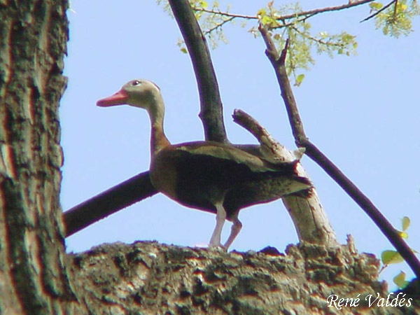 Photo (20): Black-bellied Whistling-Duck