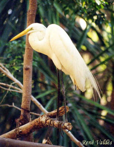 Photo (12): Great Egret