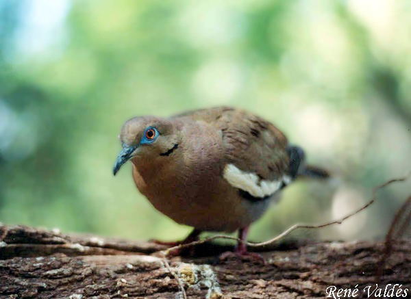 Photo (3): White-winged Dove