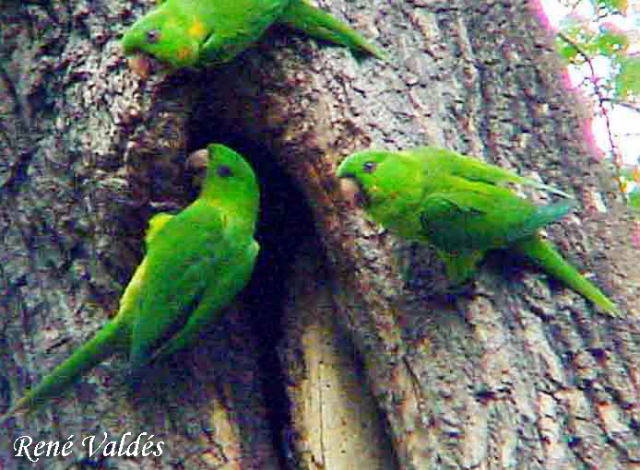 Photo (6): Green Parakeet