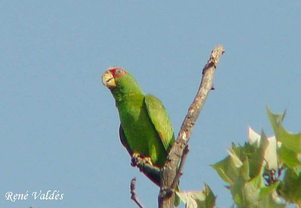 Photo (4): White-fronted Parrot