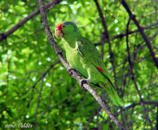 Photo (1): Red-crowned Parrot