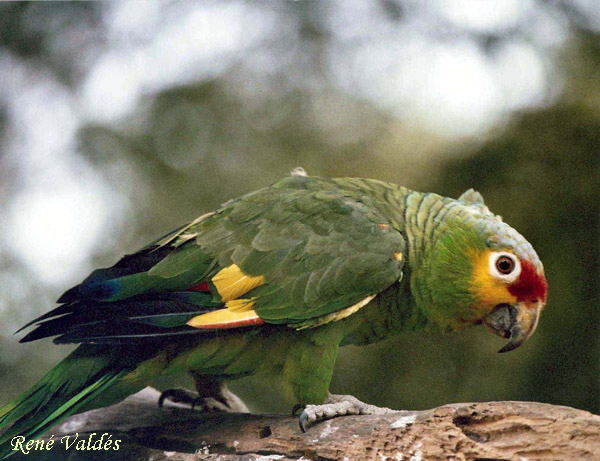 Photo (2): Red-lored Parrot