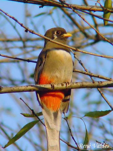 Photo (2): Elegant Trogon
