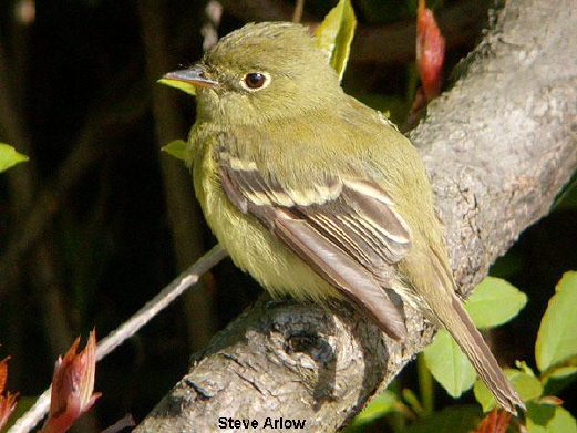 Photo (3): Yellow-bellied Flycatcher