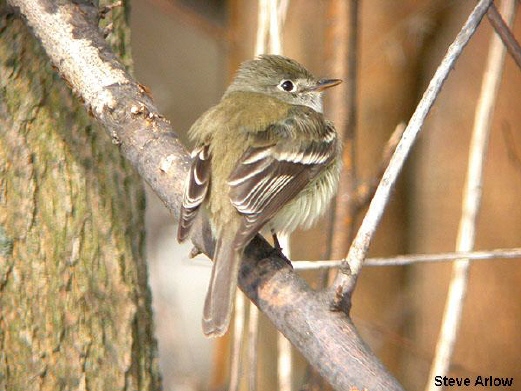 Photo (6): Least Flycatcher
