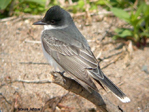 Photo (8): Eastern Kingbird