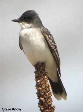 Photo (9): Eastern Kingbird