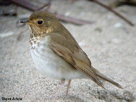 Photo (4): Swainson's Thrush
