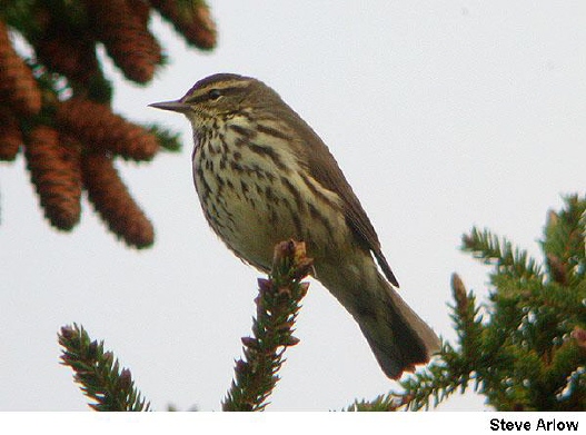 Photo (9): Northern Waterthrush