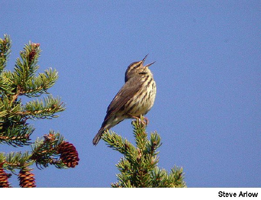 Photo (14): Northern Waterthrush