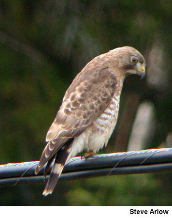 Photo (4): Quiz Species