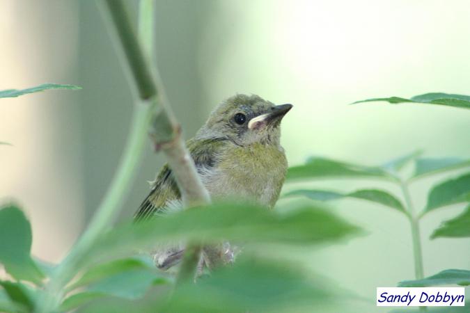 Photo (30): Prothonotary Warbler