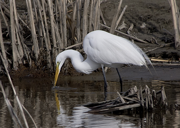 Photo (3): Great Egret