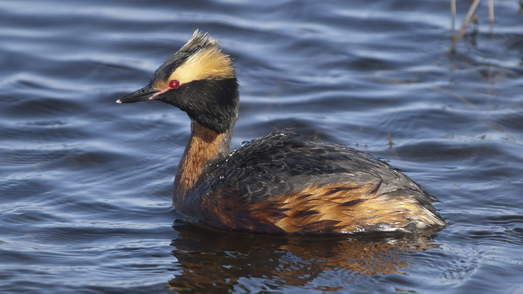 Photo (1): Horned Grebe