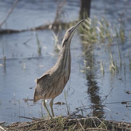 Photo (17): American Bittern