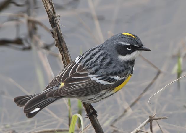 Photo (1): Yellow-rumped Warbler