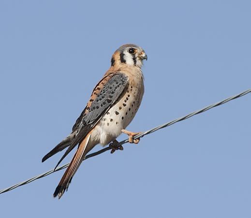 Photo (9): American Kestrel