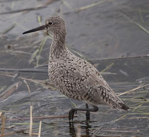 Photo (9): Willet