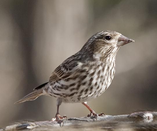 Photo (7): Purple Finch
