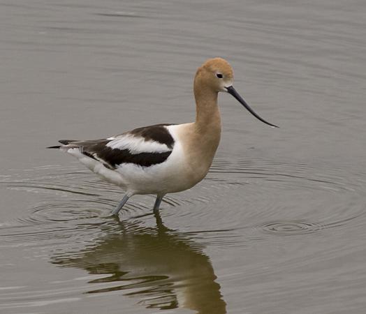 Photo (9): American Avocet