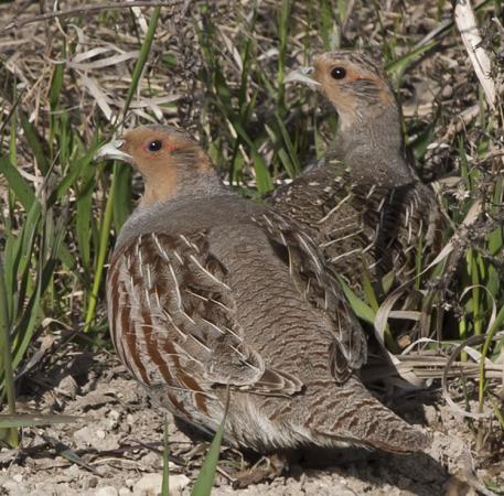 Photo (2): Gray Partridge