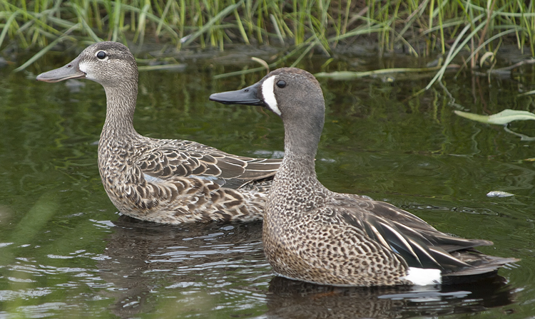 Photo (2): Blue-winged Teal