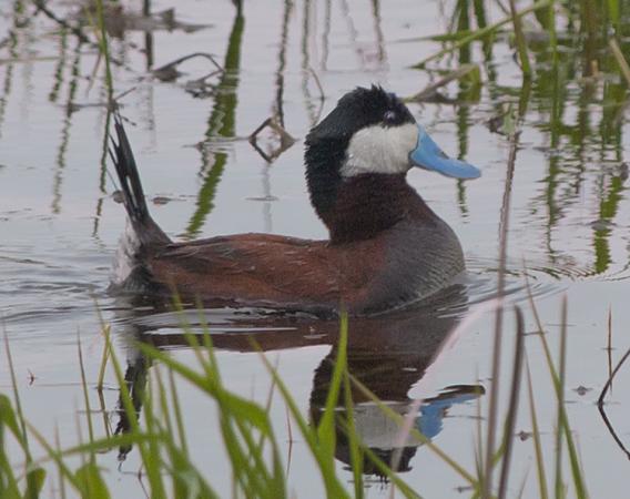 Photo (11): Ruddy Duck