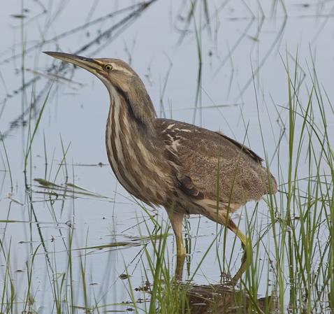 Photo (2): American Bittern