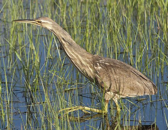 Photo (6): American Bittern