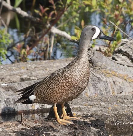 Photo (14): Blue-winged Teal