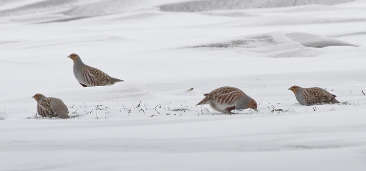 Photo (4): Gray Partridge
