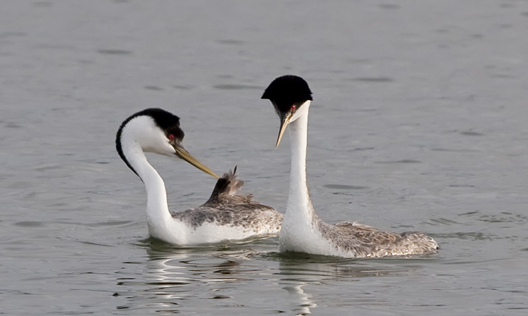 Photo (1): Western Grebe