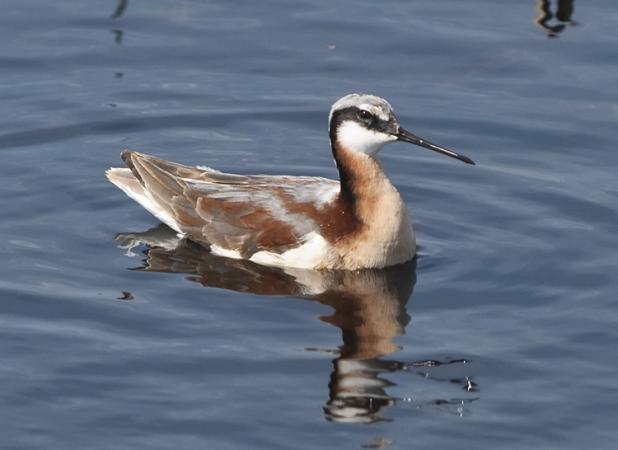Image (4): Phalarope de Wilson