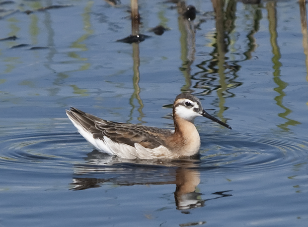Image (3): Phalarope de Wilson