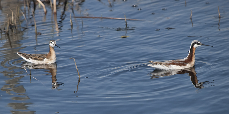 Image (7): Phalarope de Wilson